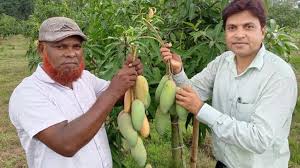 দিনাজপুরের 'ব্যানানা' আম এখন সুইজারল্যান্ডের বাজারে