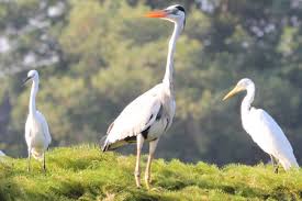 সাদা বকের ওড়াউড়ি সবুজ বনে